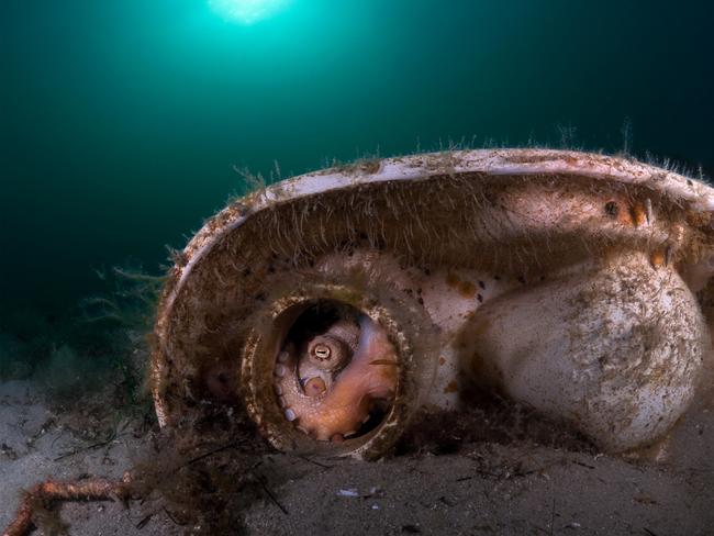 EMBARGO FOR TWAM 27 AUGUST 2022. FEE MAY APPLY.  Pale Octopus (Octopus pallidus) November 29, 2021, Rye, Victoria, Australia. "Octo-Loo" Not all trash and human impact in our oceans is negative. Local divers built this artificial reef out of shopping trolleys and toilets, and within a number of days it became host to a significant number of Pale octopus, many of which mated and laid eggs inside the toilet systems.