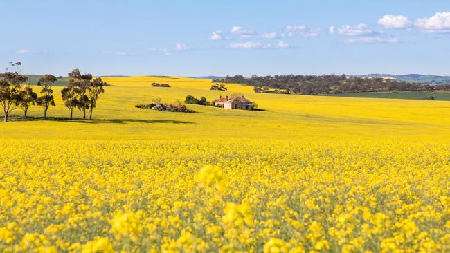 Clare Valley is a stunning region to explore. Picture: South Australian Tourism Commission/Samantha Lodge