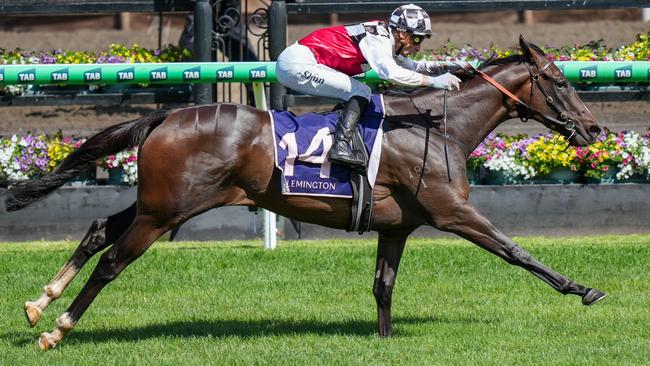 Sepals has progressed from a Sale maiden win to become a Group 1 contender in Saturday’s Australian Guineas at Flemington. Picture: Racing Photos