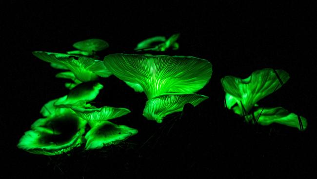 An image of Omphalotus nidiformis at Ghost Mushroom Lane. Picture: Alex Window