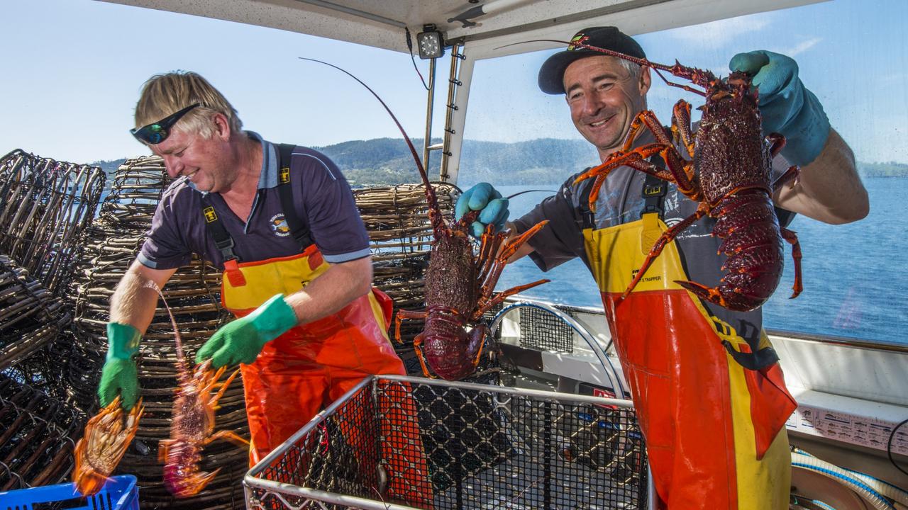 tasmanian-crayfish-catch-limits-set-for-next-season-daily-telegraph