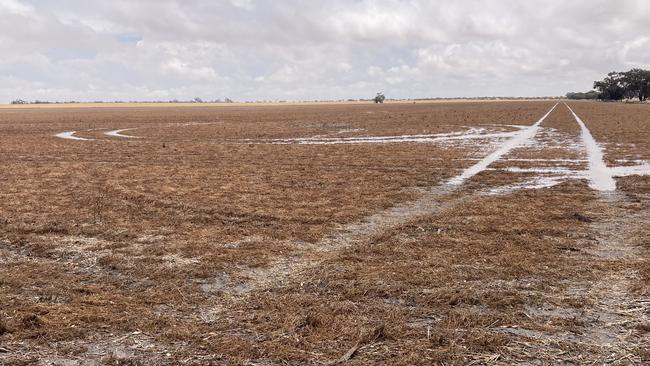 Puddles in paddocks at Matt Rohde’s Jeparit property.