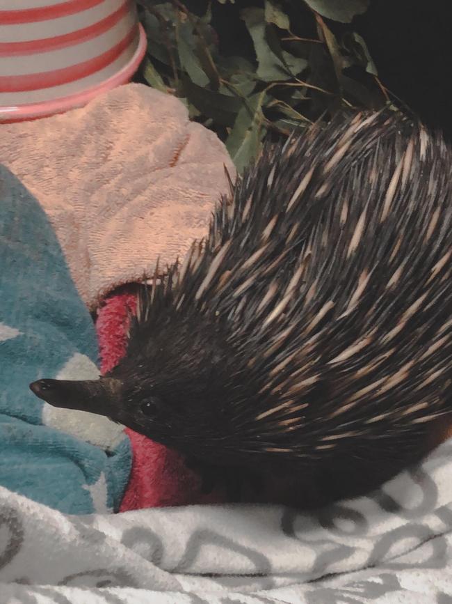 An echidna in care at the Wildlife Hospital.