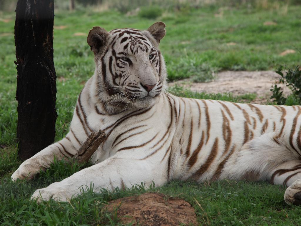 Canned Hunting: Sick truth behind lion tourist attraction | news.com.au ...