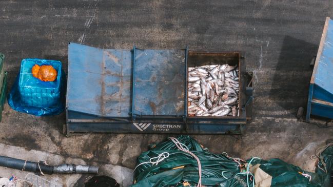‘Completely unacceptable’: RSPCA pulls certification for salmon giant