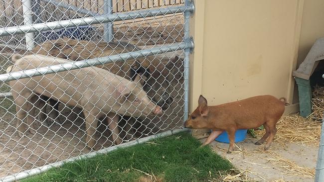 Little Ash, the pig who was smuggled into the Gabba last week, struggled with the trauma in the days after the ordeal but is ...