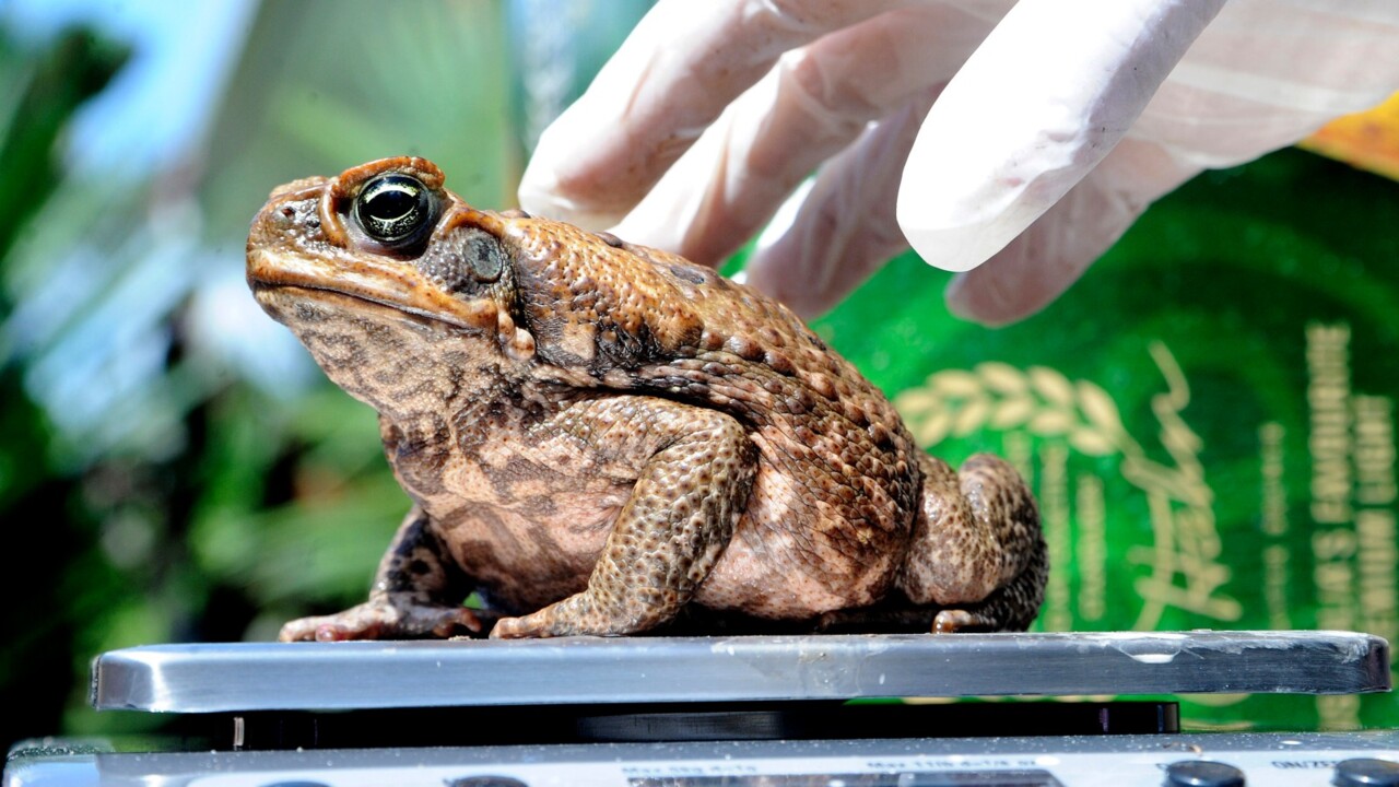 Cane Toad Tadpole Traps Have Arrived