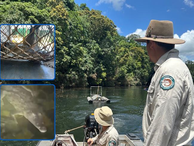 Crocodile captured after sighting near where schoolchildren cross river