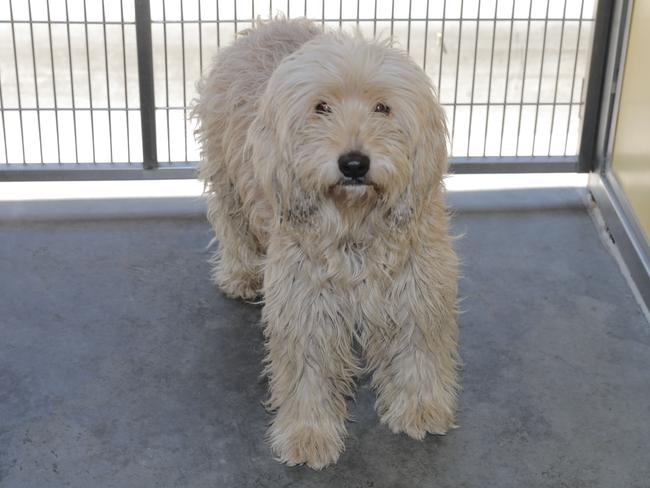 One of the dogs seized by the RSPCA from two Lockyer Valley properties on Tuesday. Picture: Mark Cranitch.