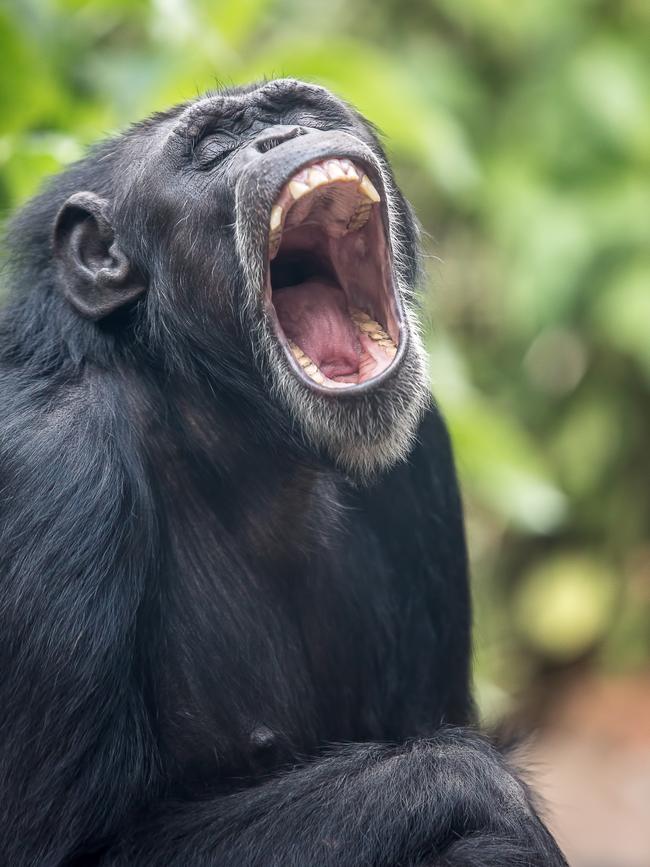 Chimpanzee Holly yawning in the shade at Rockhampton Zoo.