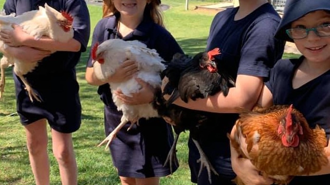 Chickens raised at Mogo Public School. Picture: Facebook/Supplied