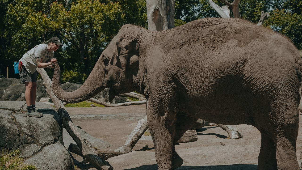 Auckland Zoo elephant keeper Emma with Asian Elephant Burma. Picture: Auckland Zoo.