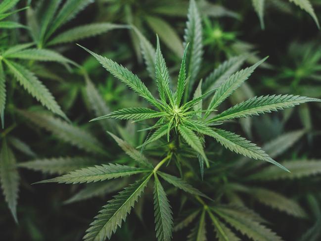 Australia is spending $2.1 billion a year on policing illicit cannabis. Picture: iStock