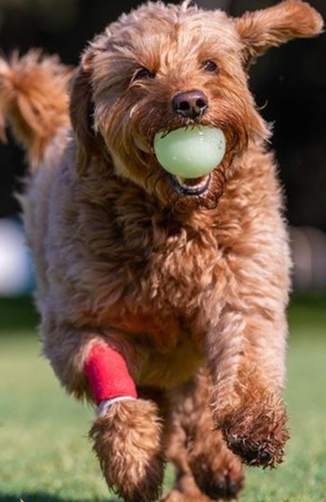 Registering a desexed dog will cost residents $52 instead of $50, and for a desexed and microchipped dog the price for a registration or renewal will rise from $15 to $20. Picture supplied