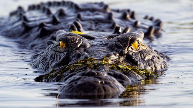 Crocodile at Yellow Waters KakaduPhoto- Tourism NTESCAPE 8 May 2022Destination Kakadu