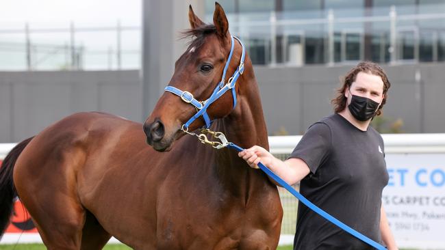 Caulfield Cup favourite Incentivise at Pakenham this week Picture: Getty Images