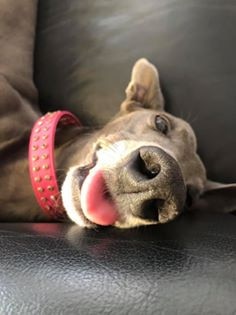 We just love rescued dogs like Cleo, a beautiful rescued greyhound. Submitted by Elana GC.