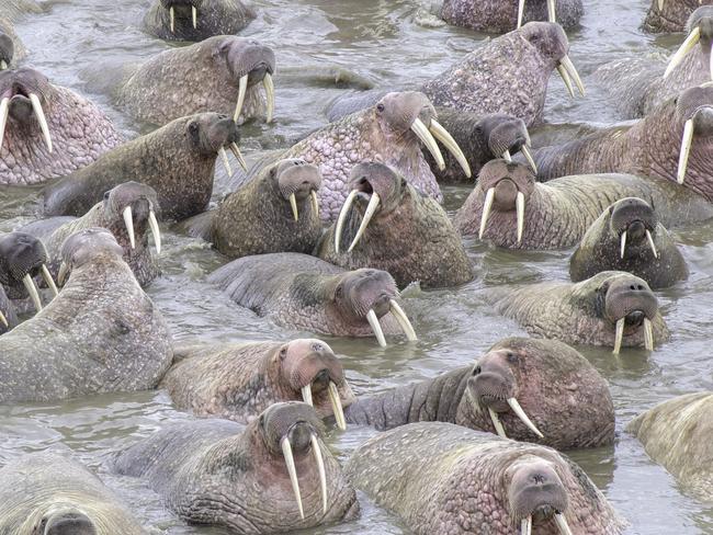 A herd of thousands of walruses crowded together on an Alaskian beach. Melting sea ice forced the animals ashore. Walruses are sociable animals and known to assemble in herds of several hundred, but a gathering of thousands is rare. Picture: Rick Beldegreen/Solent News