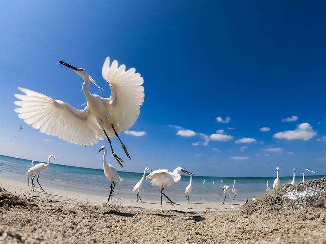 Egrets steal fish from nets in Mannar Island, Sri Lanka. Picture: Kaveesha Madhubhashana