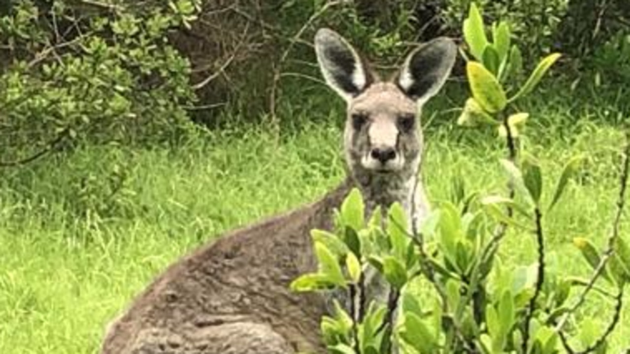 Monster roo’s attack on Central Qld man under investigation