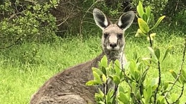 Eastern grey kangaroo population booms