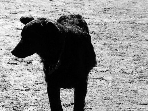 Macleay Island man’s sick threats to break dog’s neck