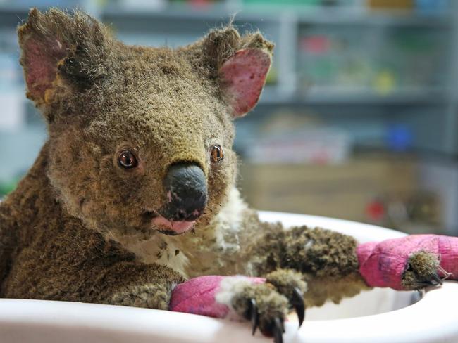 Anwen, a juvenile female koala, suffered serious injuries in the bushfires. Picture Nathan Edwards