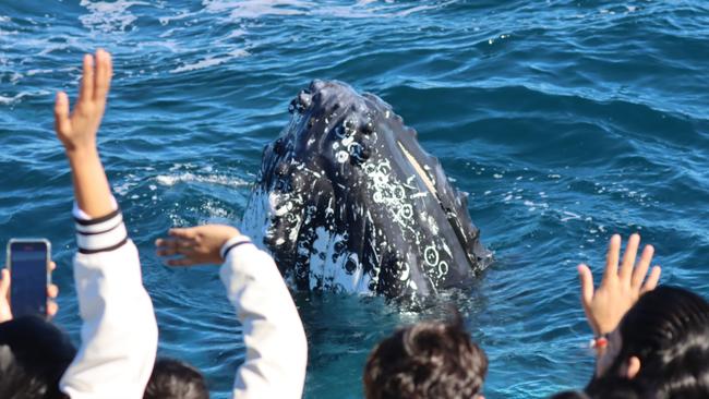 Whales spotted from Sea World Cruises over the weekend. Picture: Supplied