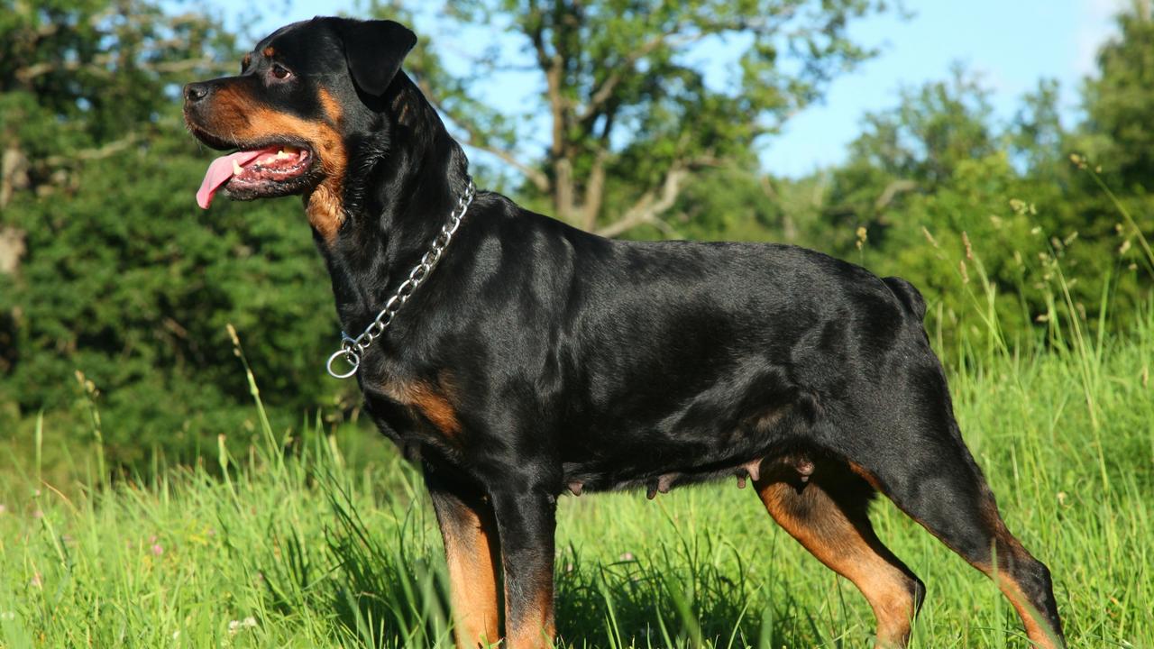 Rottweiler standing on green grass. File photo