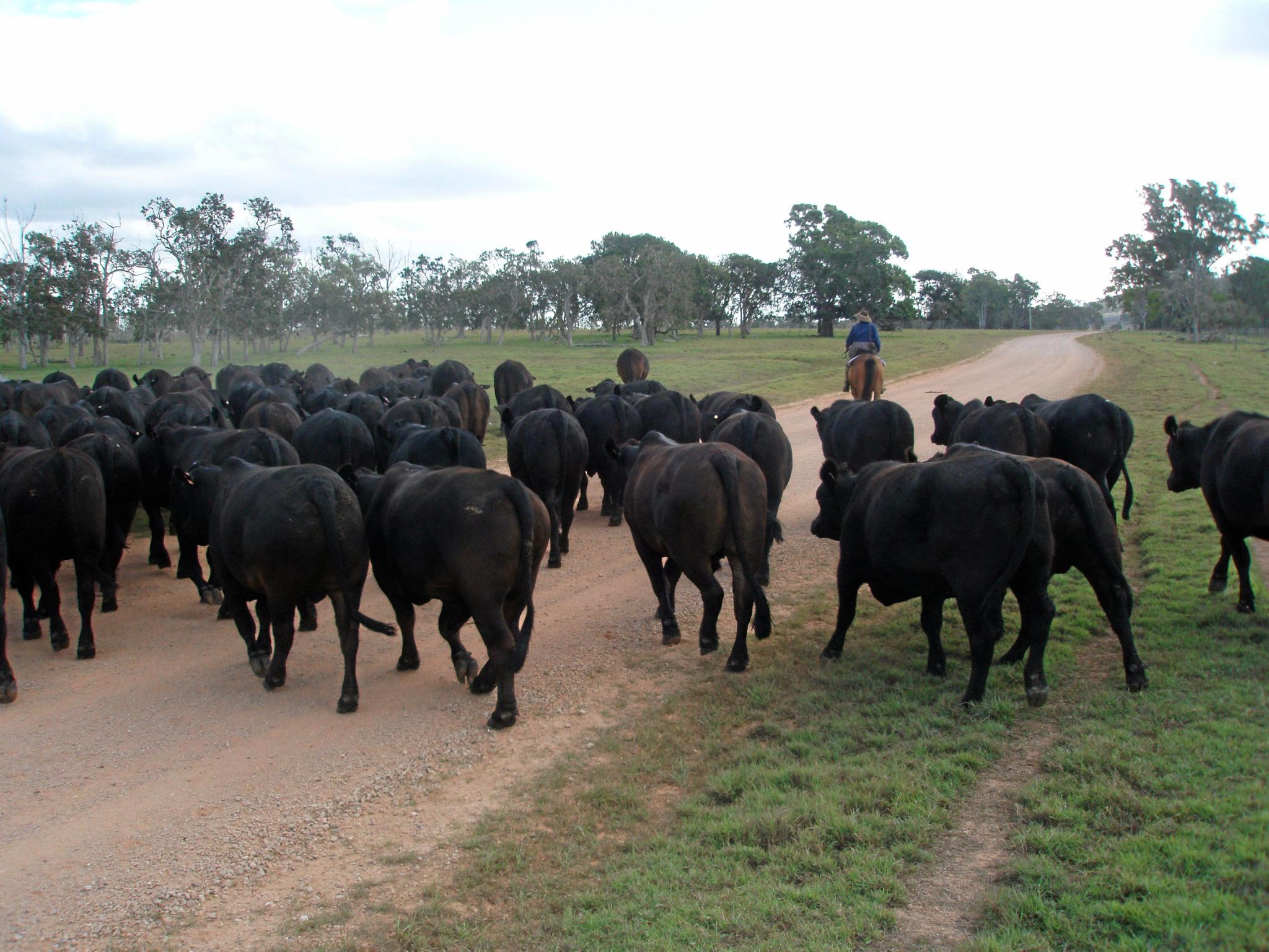 Moving the Brangus cattle to higher ground - which is the land the Defence Department is interested taking for the Shoalwater Bay expansion. Picture: contributed