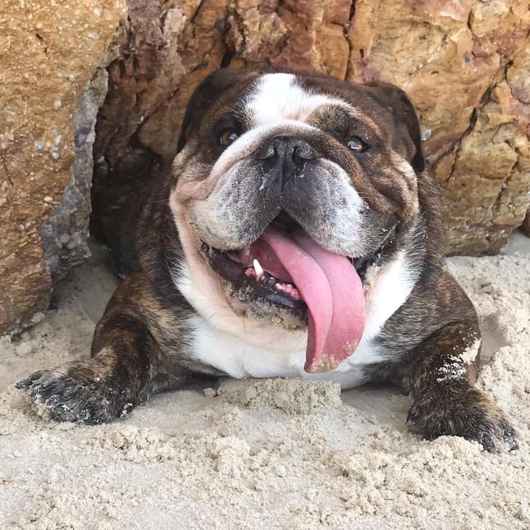 Bulldogs are frequent visitors to the vet.