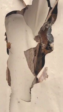 Termites poke through the wall of a Gold Coast home