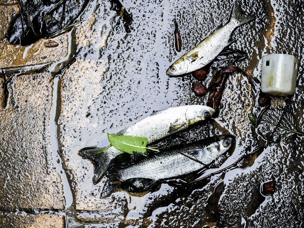 Homes in Bellevue Road Regentville NSW western Sydney affected by floods. Dozens of fish washed inland from the floods. Picture Darren Leigh Roberts