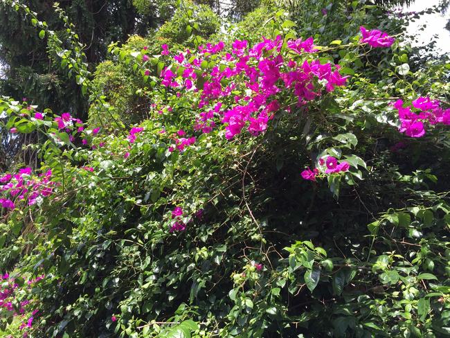 Overgrown bougainvillea gardens at Elaine. Picture: Stephen Nicholls