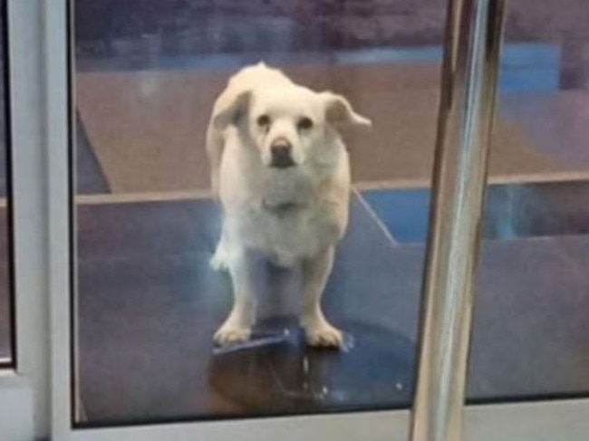 Dog waits for owner outside hospital every day.