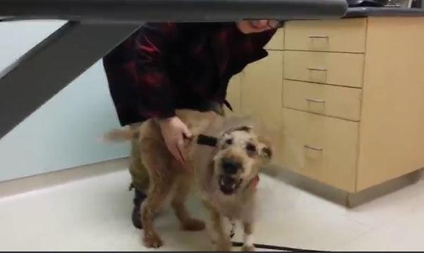 VIDEO: Blind dog sees his family for first time