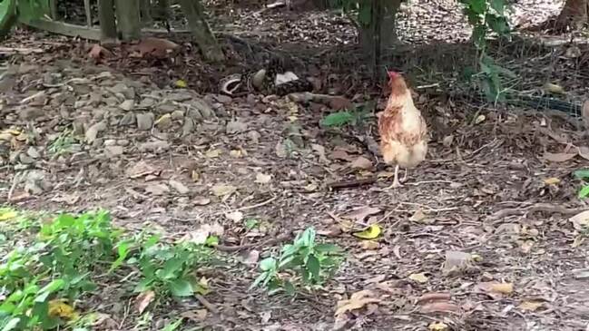 Python strangles a wallaby and hauls it up a tree at Cairns property