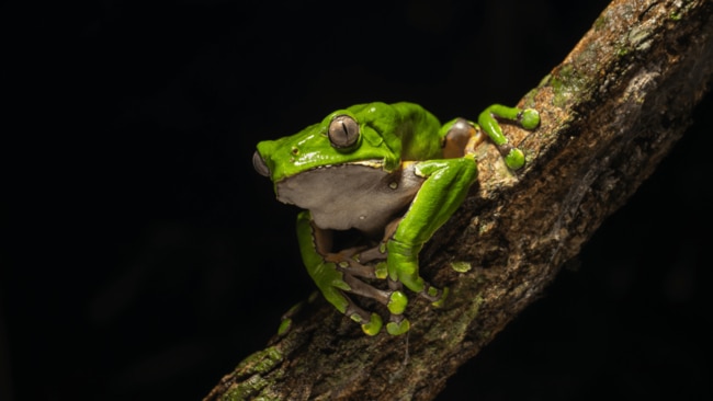 Some people are going so far as to have poison from tree frogs (Kambo) applied to their skin in the quest for wellness. Image: Getty.