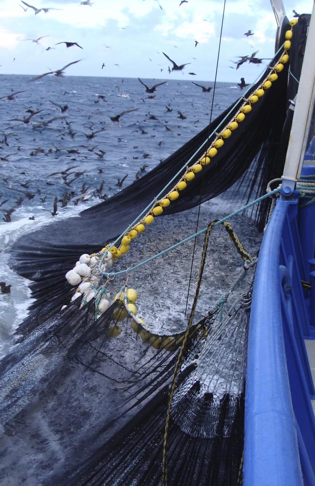 A sardine haul caught from southern Australia’s marine environment. Picture: South Australian Sardine Industry Association Inc.