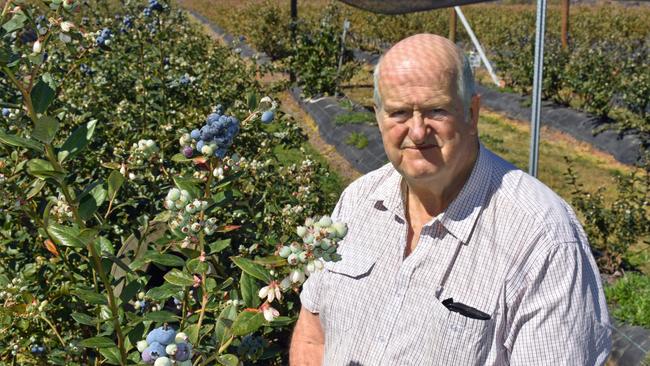 Mountain Blue River Run blueberry farm near Tabulam.