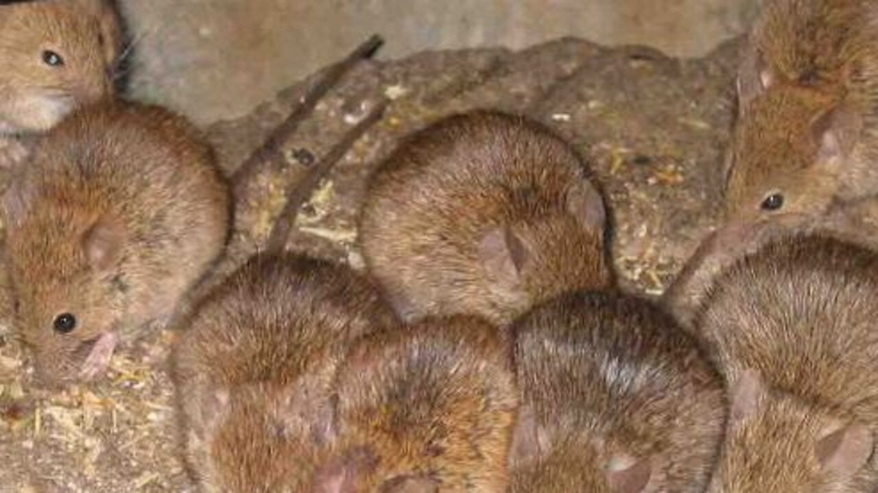 Another mouse plague? Farmers expose toll of paddock mice | Daily Telegraph