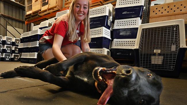 AeroPets’ Brianna Fenton, 19, plays with a stranded Zeena. Picture: Lyndon Mechielsen