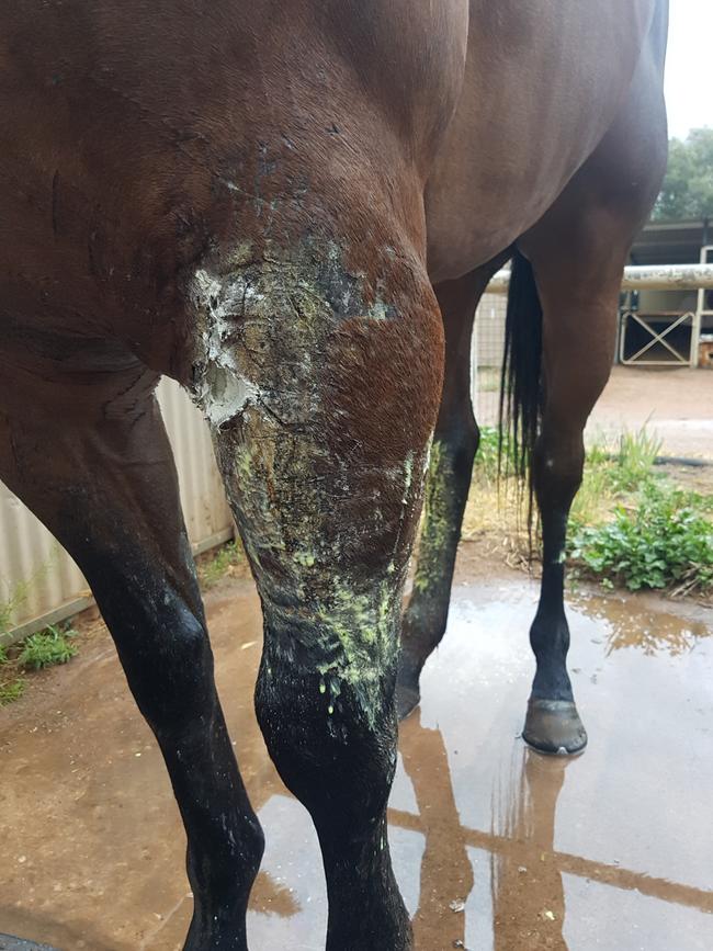 The injury to racehorse 1000 degrees, which trainer Trevor Montgomerie says was sustained when it ran into barbed wire that was underwater. Picture: Supplied.