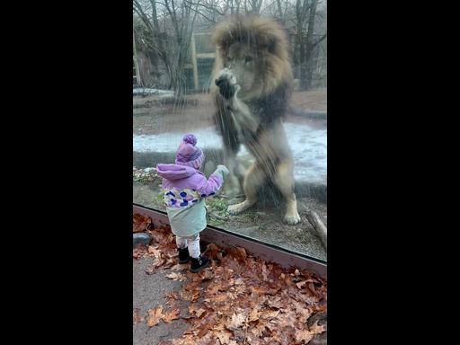 Brave baby plays with cheeky lion at the zoo