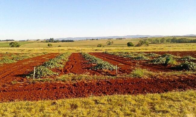 Award winning Caper crops on the Bunya Red Farm in the South Burnett. Picture: Tina Mangino