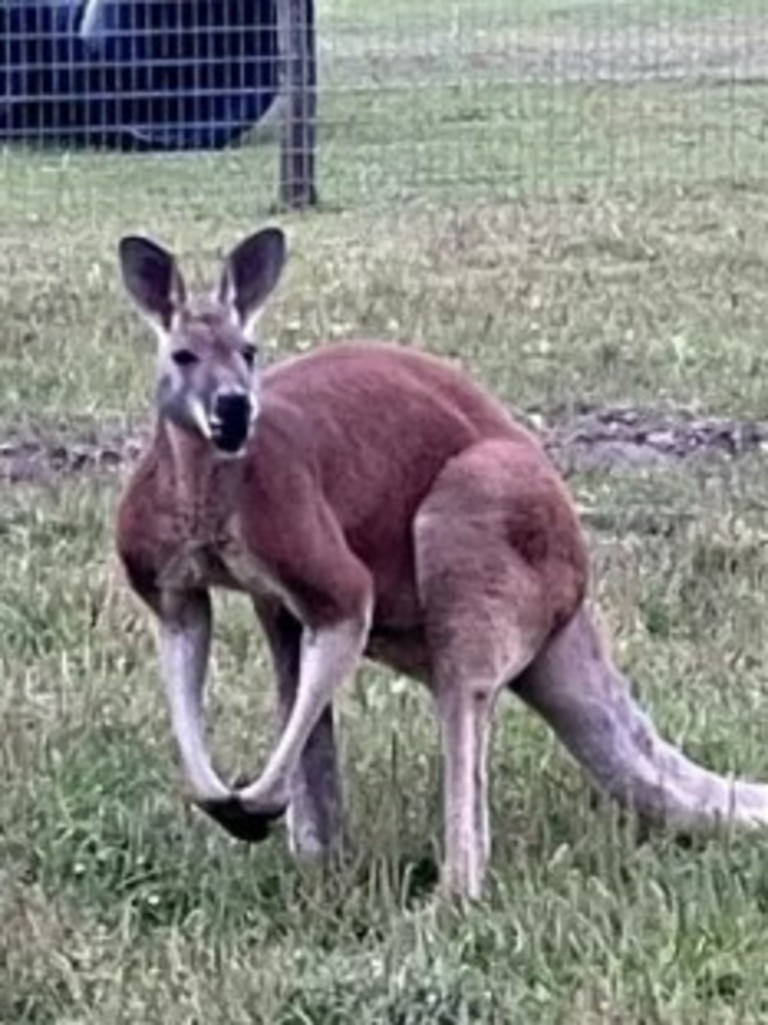 The 5-Star Farm recently posted a picture of a kangaroo named Mr. Jack, but it’s not clear whether he was the animal that killed Eric Slate. Photo: Facebook