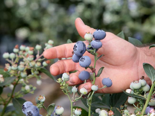 Blueberries at the Costa Berries  farm  at Walkamin. PICTURE: ANNA ROGERS