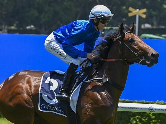 The James Cummings-trained Chergui will contest the Listed Lonhro Plate at Royal Randwick on Saturday. Picture: Bradley Photos