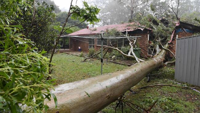 A house in Highfields is damaged by a falling in tree as the aftermath of TC Alfred impacts Toowoomba, Sunday, March 9, 2025. Picture: Kevin Farmer