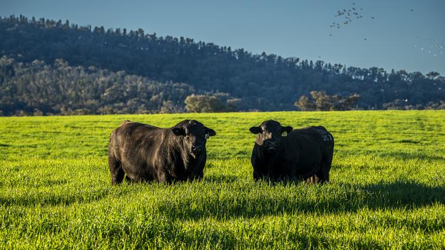 Both Aohai Australia’s Butheroo and McEvers Park have run as predominantly beef enterprises in recent years.